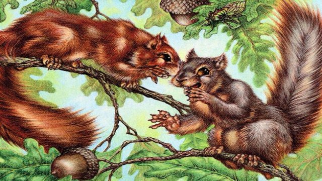 Hope You Like Squirrels
        •