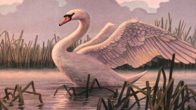 Ornithological Studies
        •